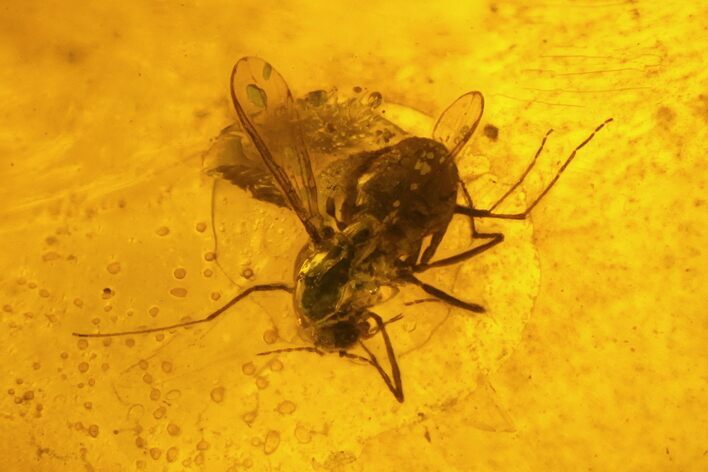 mm Fossil Fly (Diptera) In Baltic Amber #123351